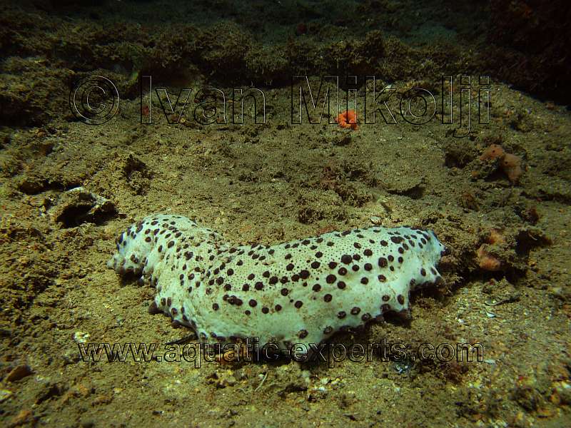 sea worms